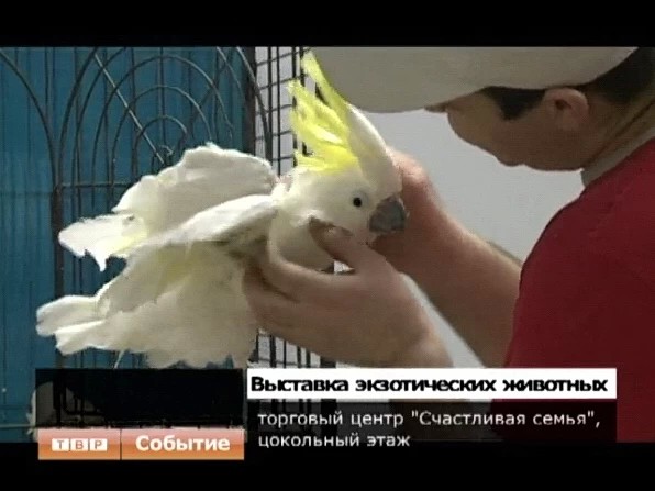 В Сергиевом Посаде работает передвижная выставка экзотических животных под названием "Контактный зоопарк"