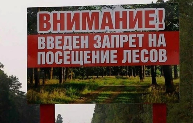 В Подмосковье запретили посещать леса с 12 по 19 июля