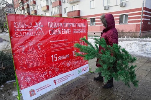 Рекордное количество новогодних елок сдали за две недели в Подмосковье