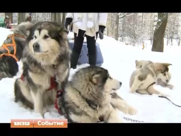 Лыжные гонки и ездовой спорт