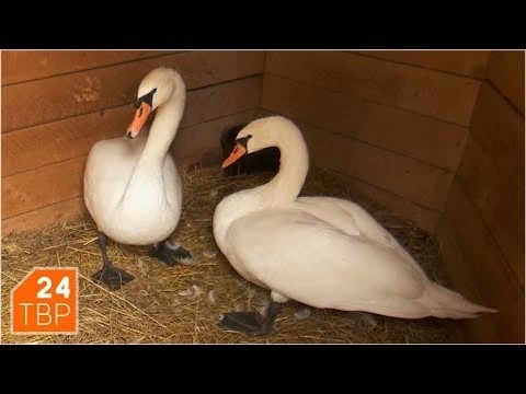 Лебеди сменили Белый пруд на тёплую «квартиру»