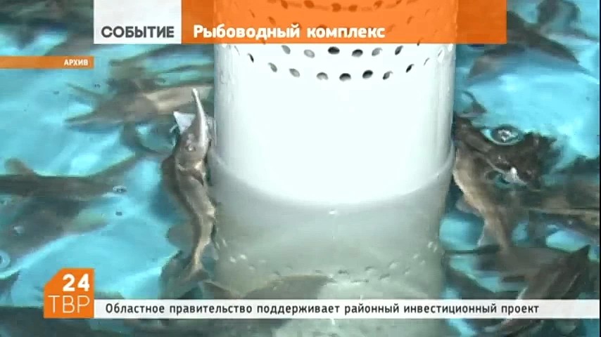 Многофункциональный рыбоводный комплекс по выращиванию осетра появится в Сергиево-Посадском районе