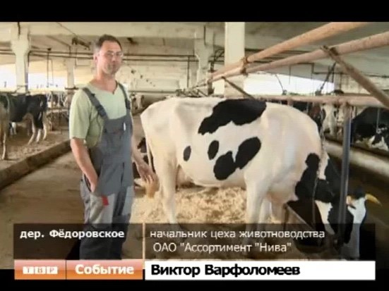 Коровы - звёзды Подмосковья
