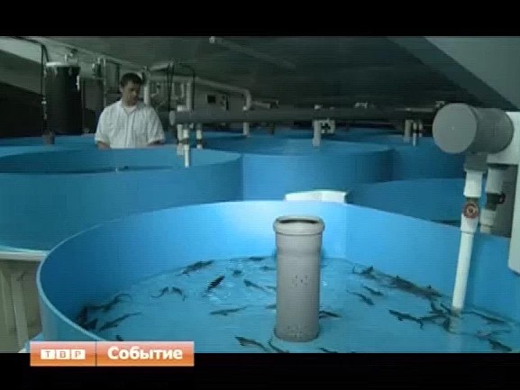 Два килограмма осетровой икры не на еду, а на разведение рыбы