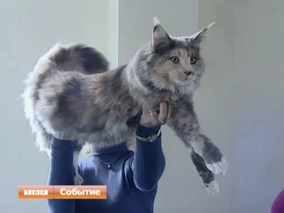 В Сергиевом Посаде прошла международная выставка кошек