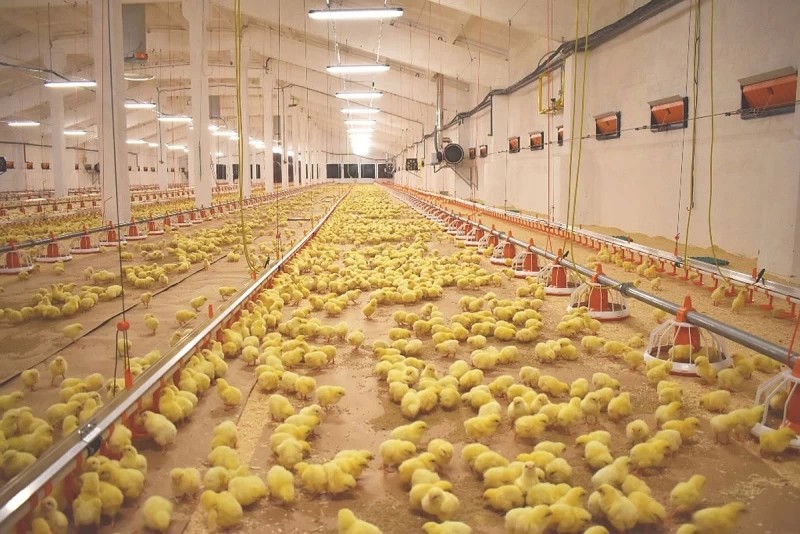 В Сергиевом Посаде модернизация птицефабрики завершена на 90%