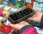 Урожай начинается с семечка
