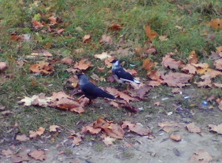 Так вот ты какая, белая ворона!