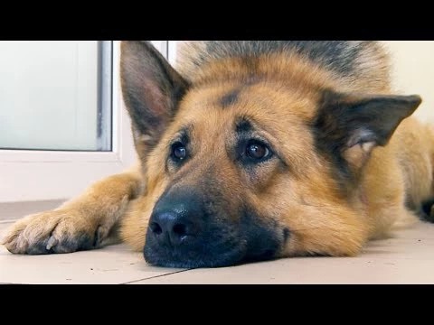 Собака, которая ходит за покупками