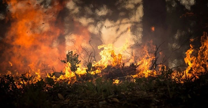 12 очагов лесных пожаров было ликвидировано в Сергиево-Посадском городском округе за два месяца