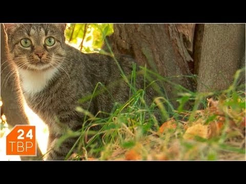 Скоро осень
