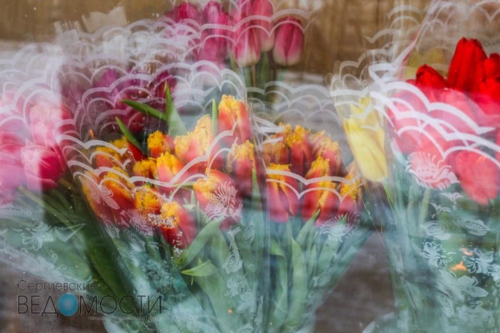 Цветы к 8 марта выращивают в Хотькове