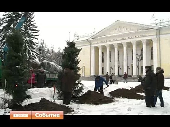 Пихты вместо голубых елей