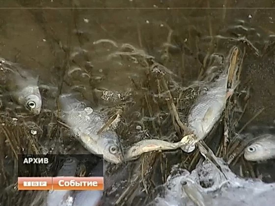 Почему умирает рыба в водоеме в Богородском?