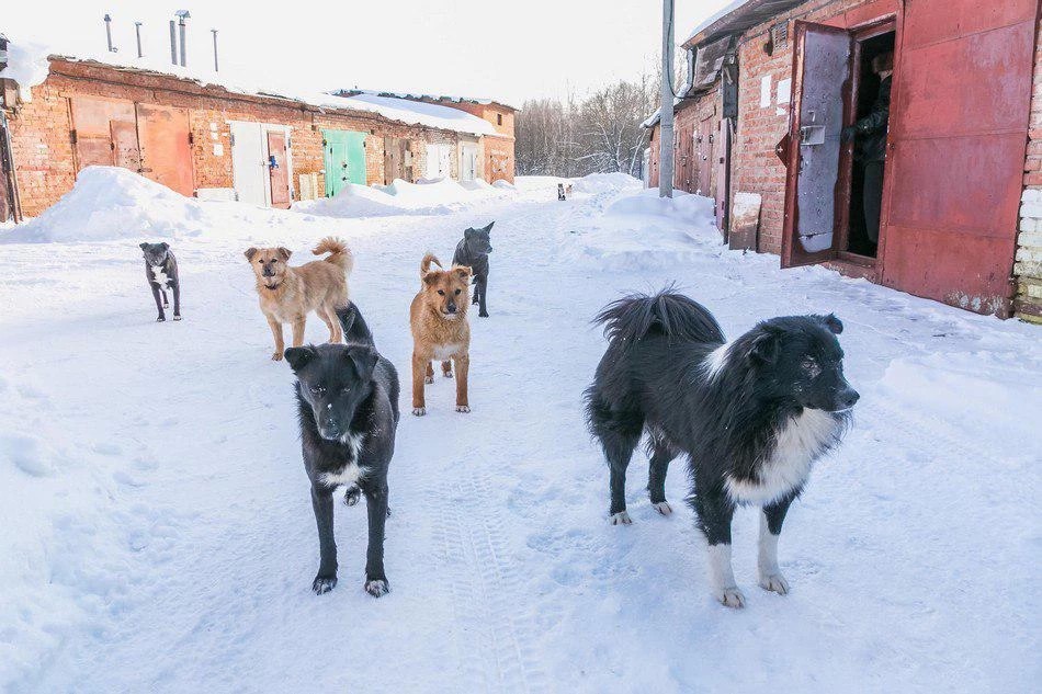 Животных будет защищать закон