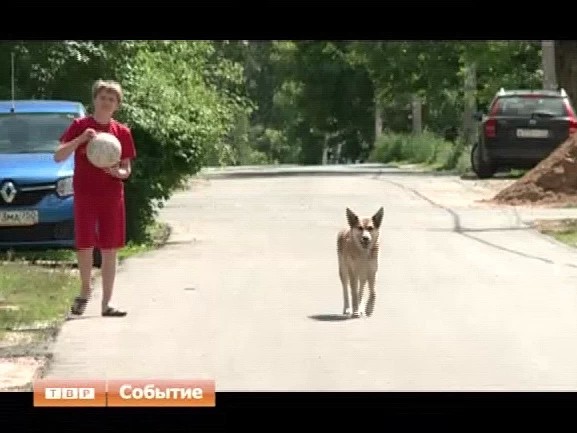 В Сергиевом Посаде зафиксирован второй случай бешенства домашнего животного в этом году