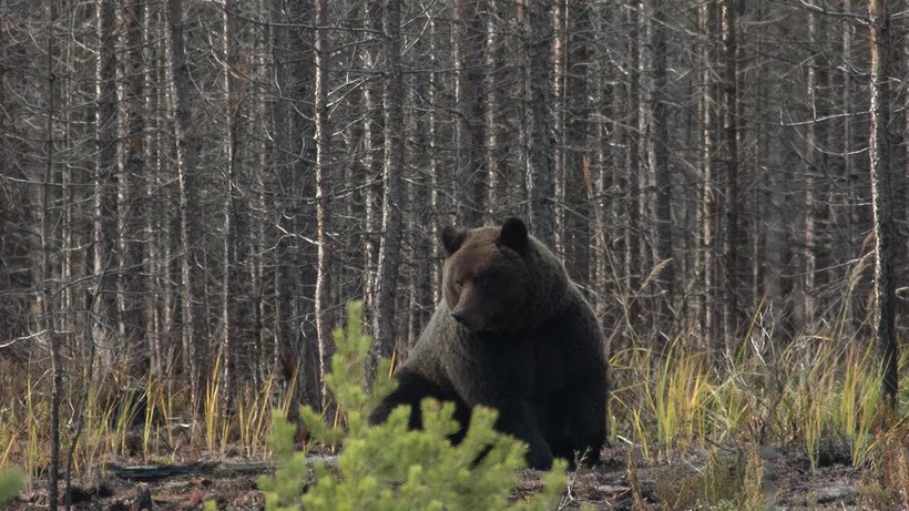 Неспящие медведи