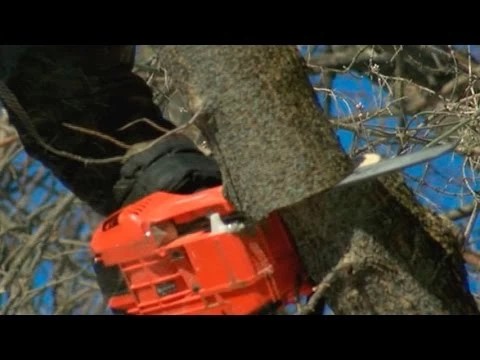 В Сергиевом Посаде удаляют повреждённые деревья