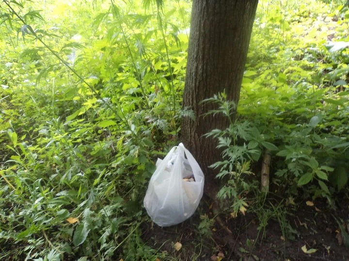 Сергиевопосадскими лесничими задержан нарушитель чистоты