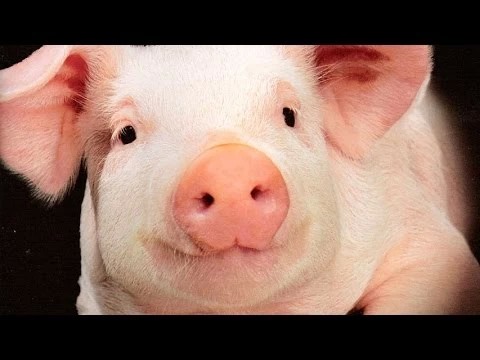 Африканская чума свиней рядом