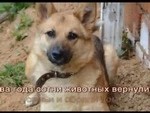 Конкурс гуманного видео. Итоги