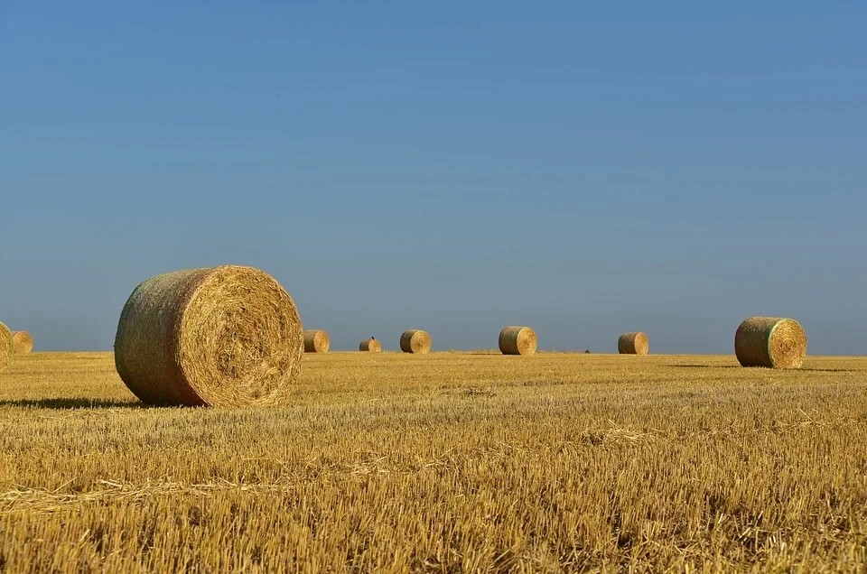 7,6 тонн сена отправили из Московской области в Бахрейн