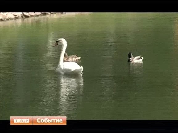 Где белый лебедь на пруду?