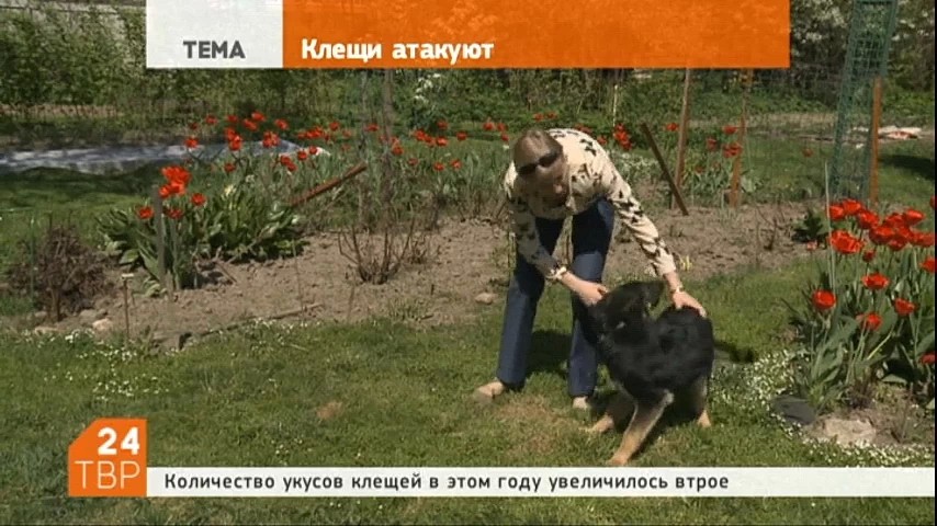 Специалисты предупреждают: сезон активности клещей в самом разгаре