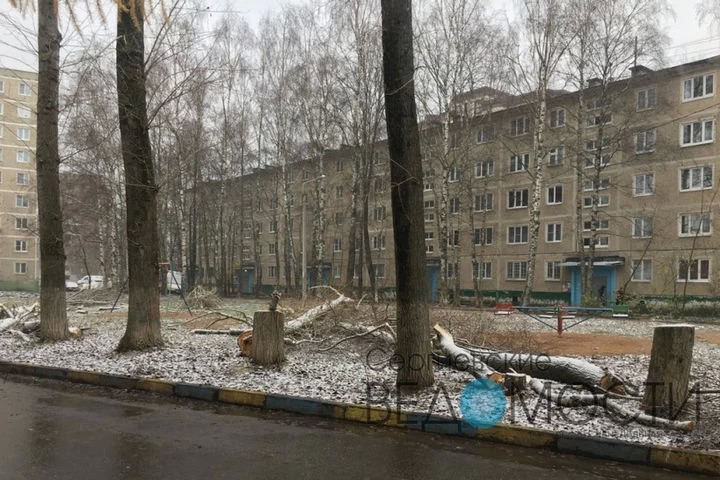 Сергиевопосадцы обеспокоены повсеместной вырубкой зеленых насаждений в городе