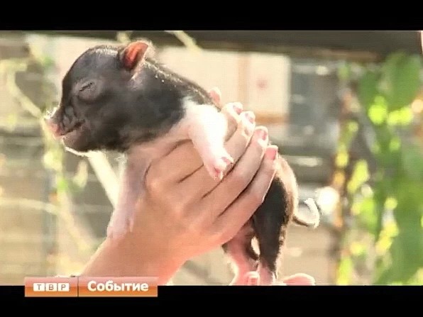 Маленькие свинки завоёвывают сердца креативных и уверенных в себе людей