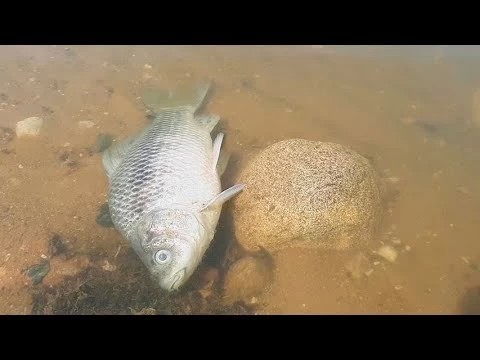 ЧП с карасём на Торбеевом озере