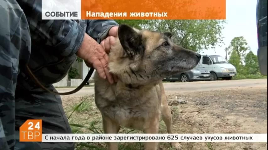 Участились случаи нападения диких животных на людей