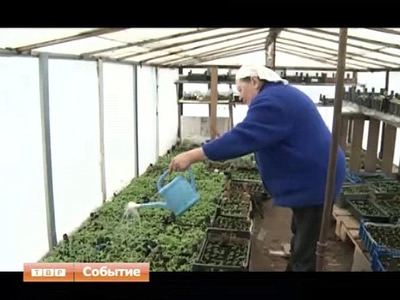 Холода им не помеха. Огородники готовятся к посадочному сезону