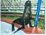 В Пересвете сбежал морской котик