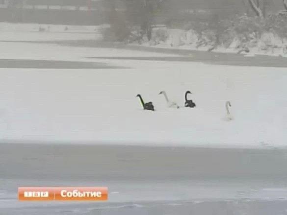 Уплыть за 60 секунд. Лебедей на Келарском пруду поймать пока не удалось
