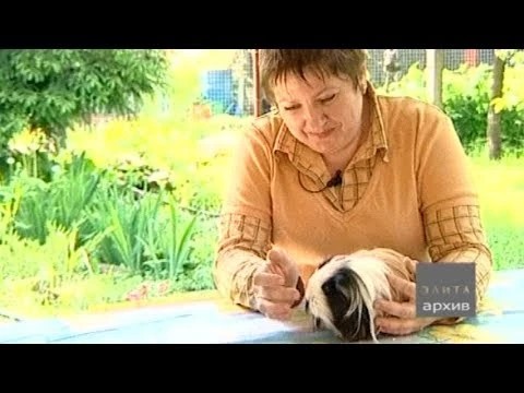 О морских свинках – с любовью