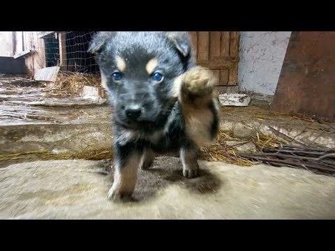 Щенок от пастушьей Лолы – в добрые руки