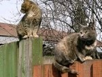 У котёнка выявили бешенство