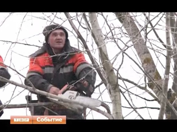 Продолжается санитарная вырубка деревьев