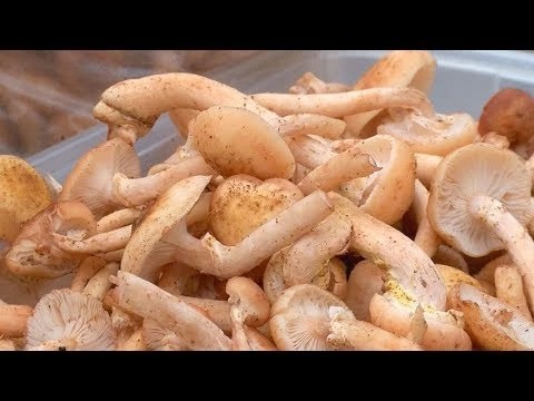 Грибы пошли