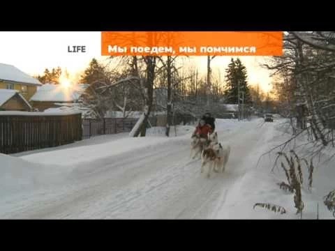 На собачьей упряжке