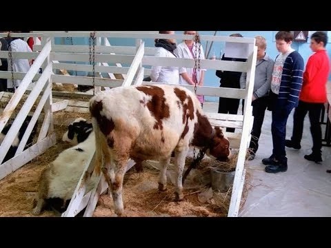 Экскурсия в профессии