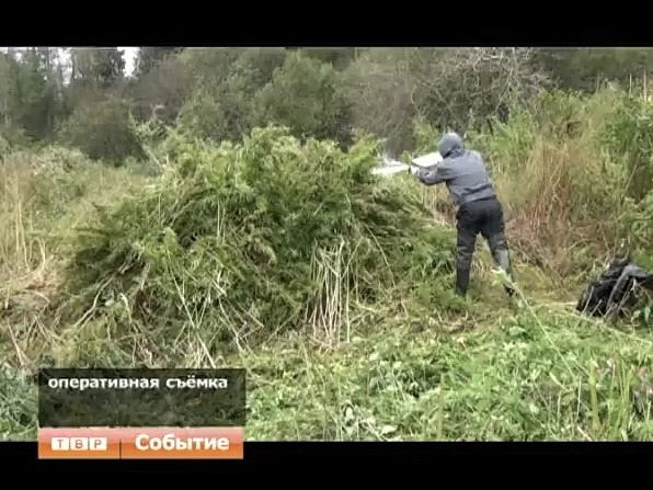Сергиево-Посадские полицейские уничтожили более тонны дикорастущих наркотических растений