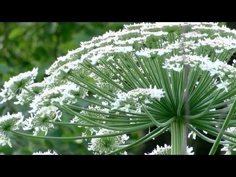 Штраф за борщевик
