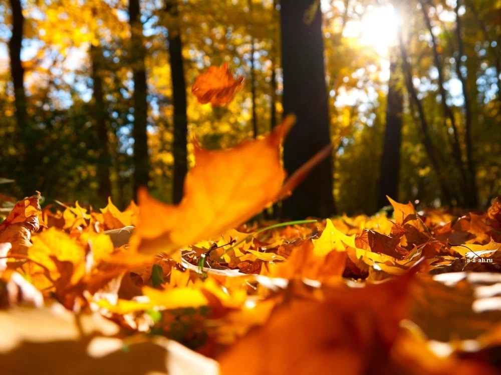 Когда можно будет начать делать красивые осенние фотографии на фоне разноцветного листопада?