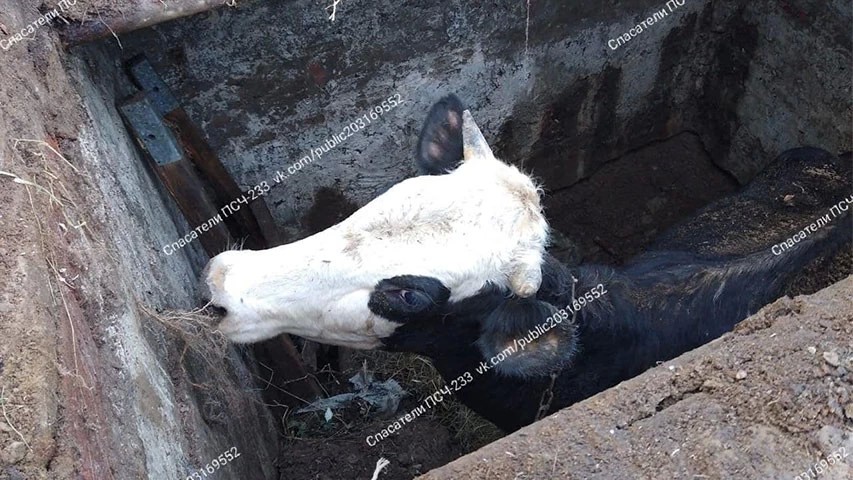 Под Сергиевым Посадом корова провалилась под землю
