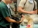 Бесплатная вакцинация против бешенства