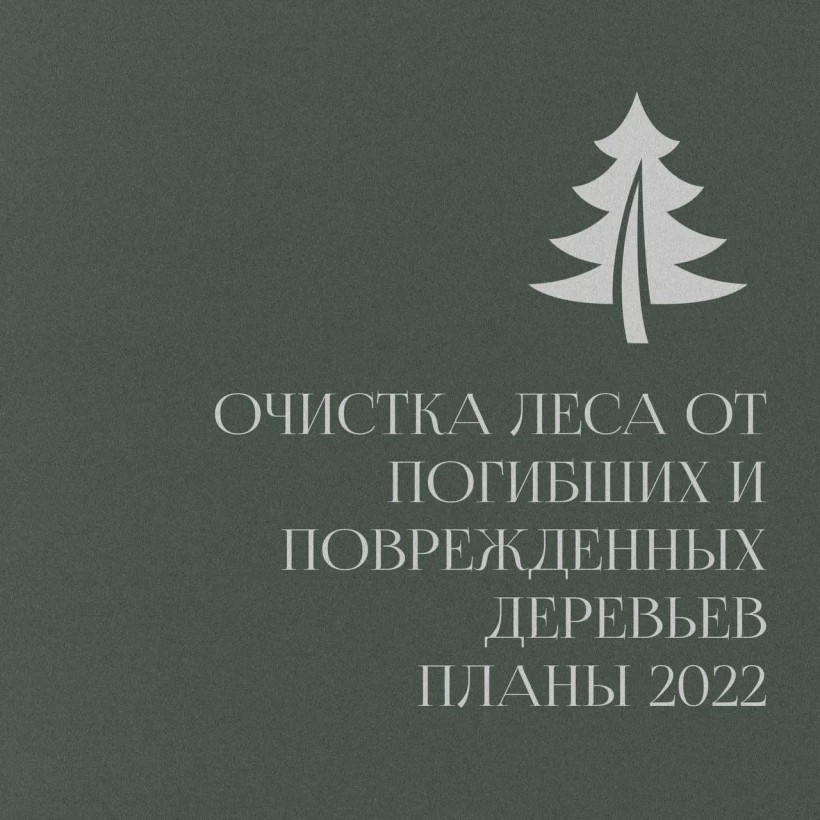 Леса очистят от погибших и поврежденных деревьев