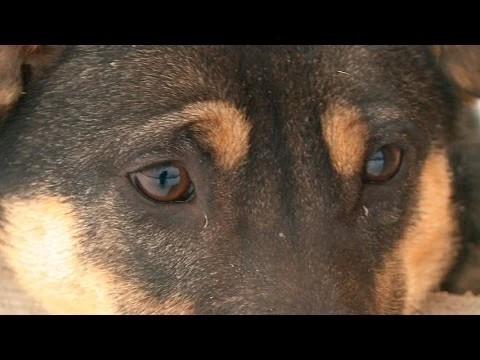 Собаки и кошки «Гвардии»