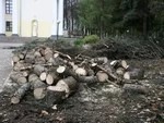 У Дворца остановили короеда